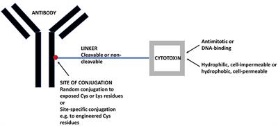 Antibody-Drug Conjugates (ADC) Against Cancer Stem-Like Cells (CSC)—Is There Still Room for Optimism?